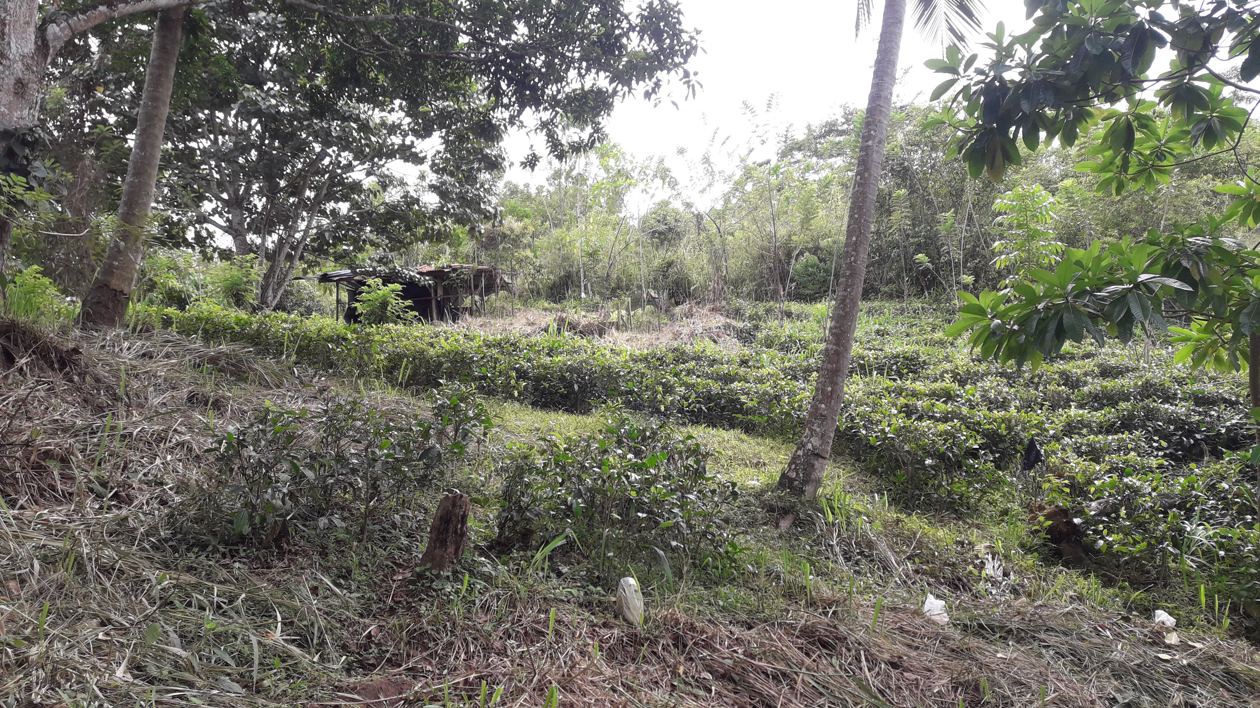 Agricultural Land for Sale in Gampola