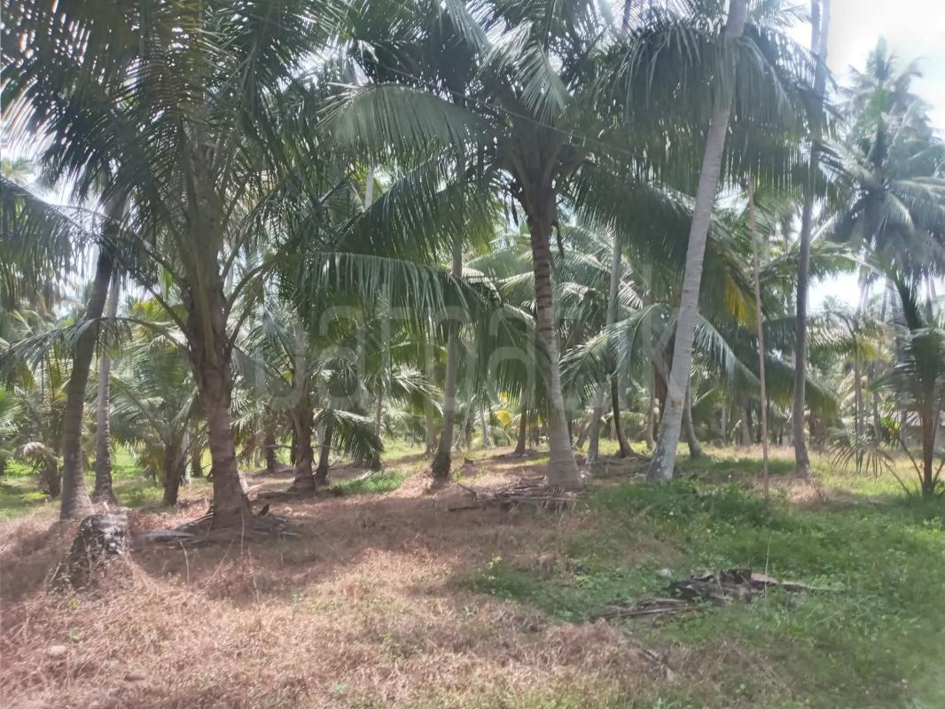 Agricultural Land for Sale in Wariyapola