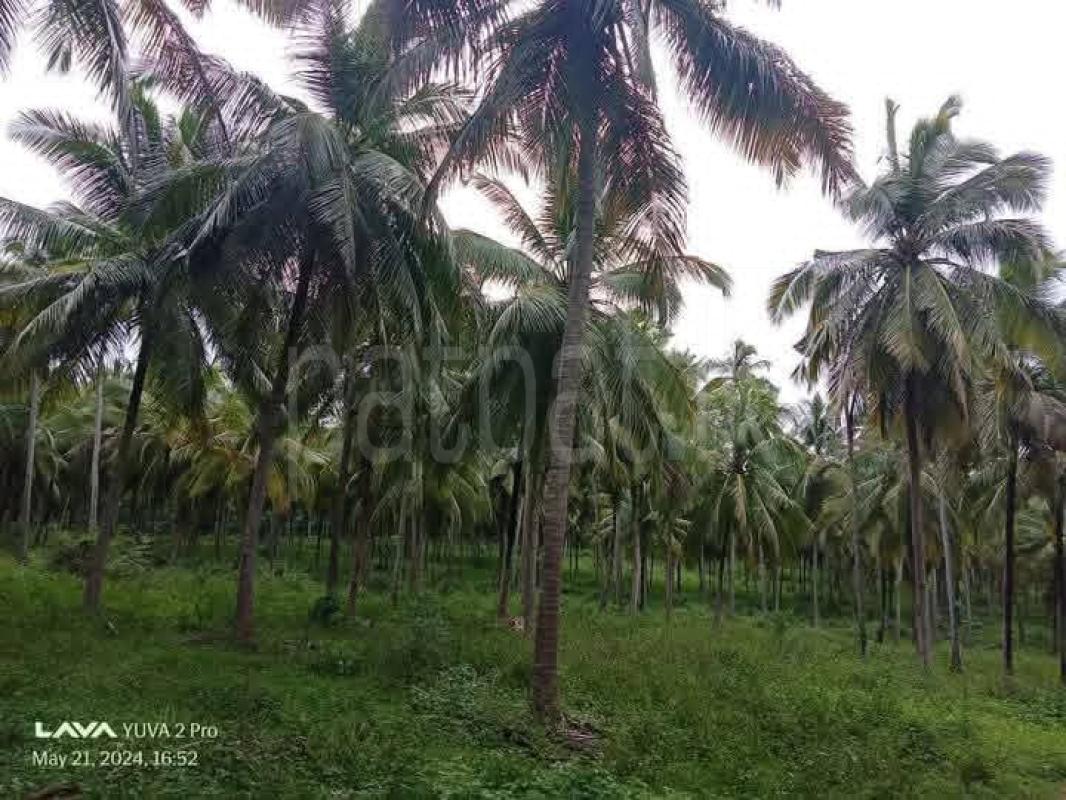 Agricultural Land for Sale in Kurunegala