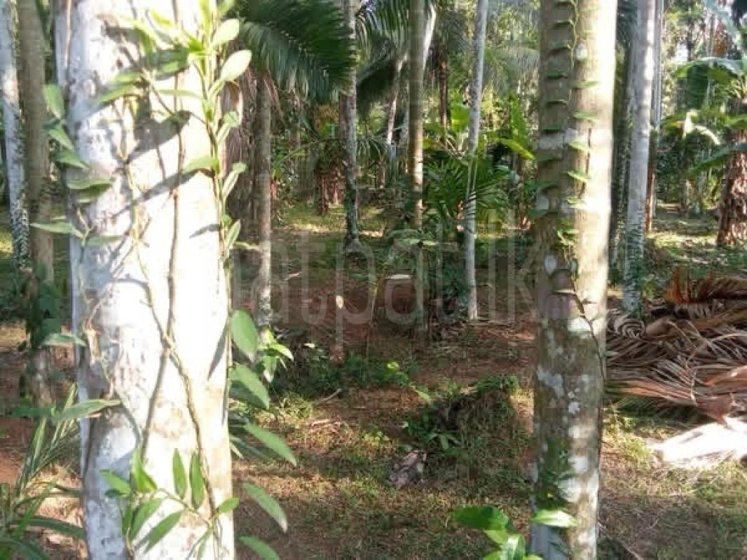 Agricultural Land for Sale in Gampaha ads-image-1