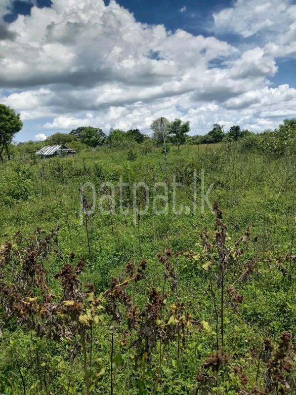 Agricultural Land for Sale in Panadura
