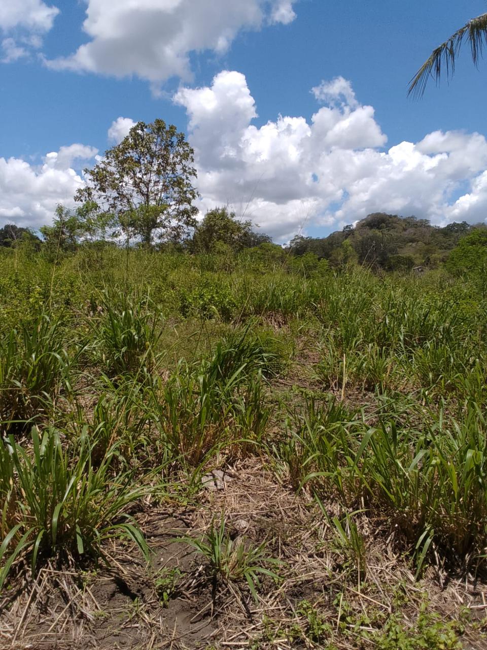 Commercial Land for Sale in Tanamalwila