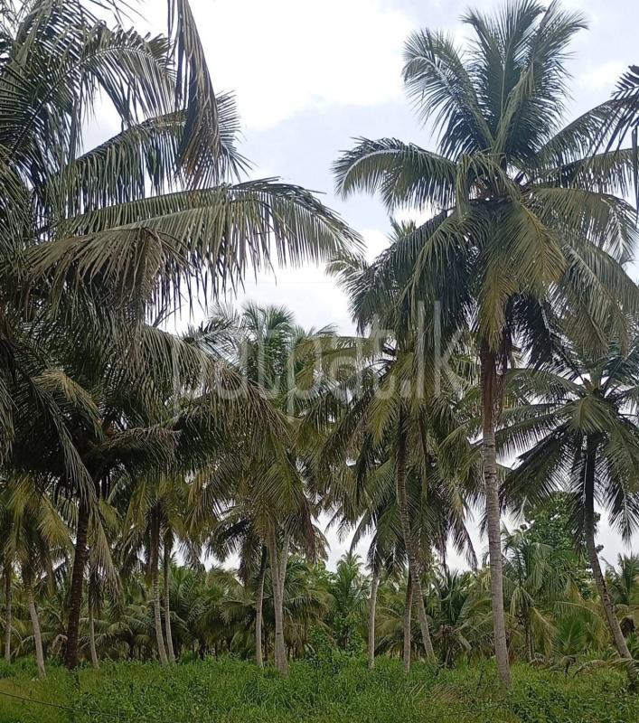 Commercial Land for Sale in Nikaweratiya