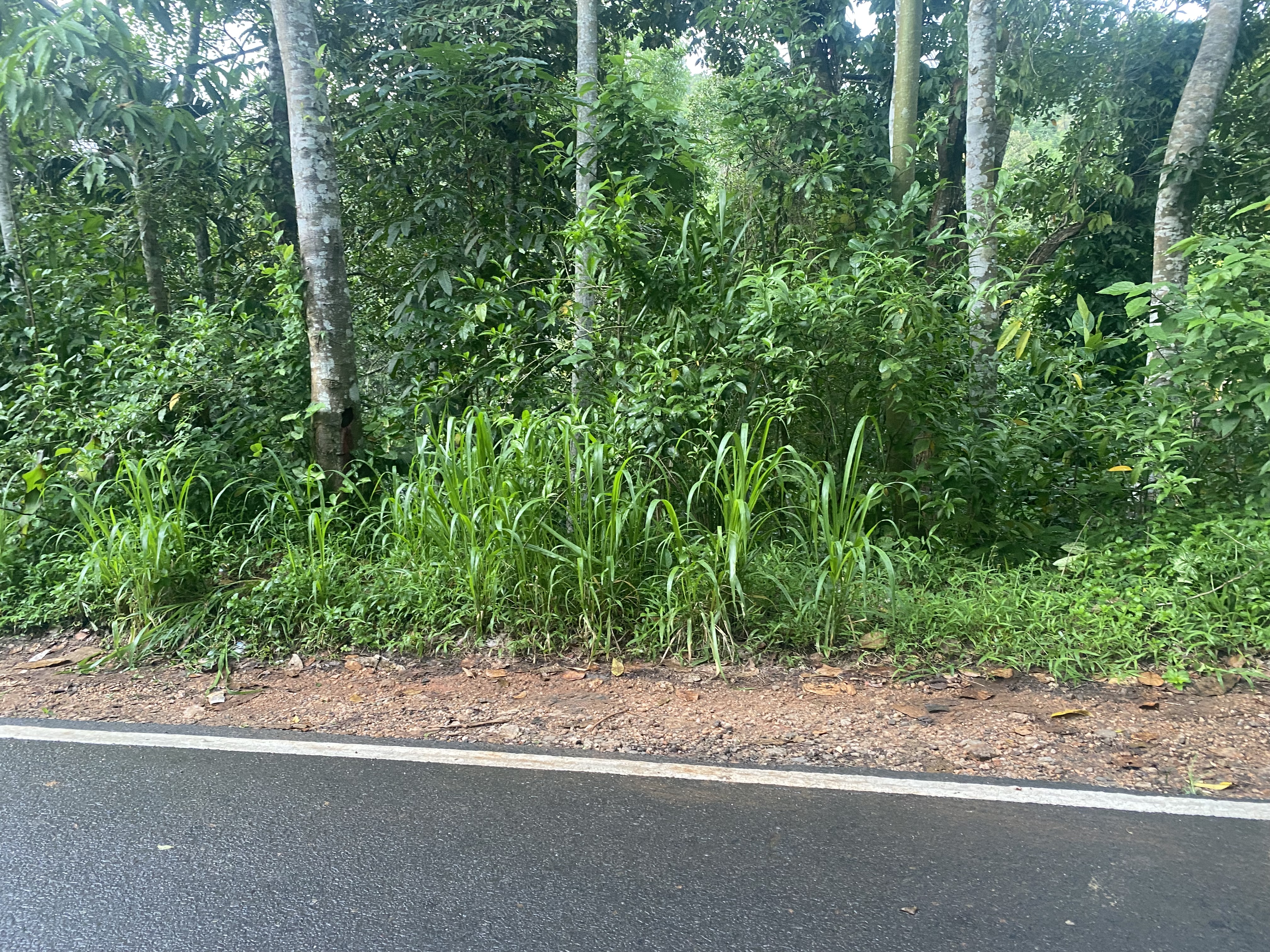 Commercial Land for Sale in Gampola