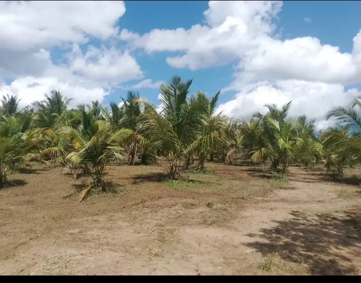 Agricultural Land for Sale in Embilipitiya