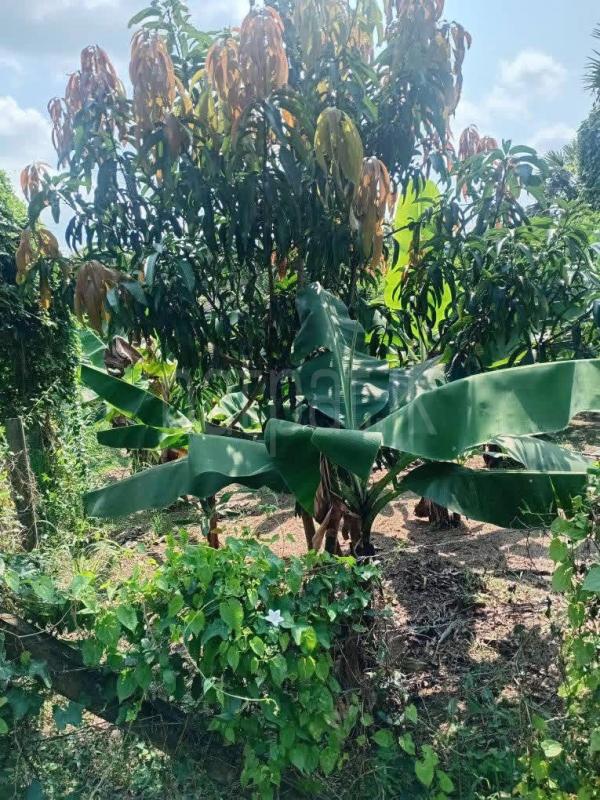 Agricultural Land for Sale in Anuradhapura ads-image-1