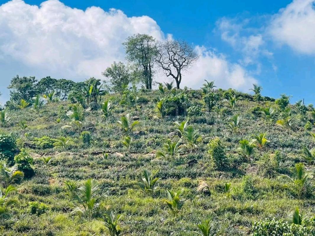 Agricultural Land for Sale in Padukka ads-image-1