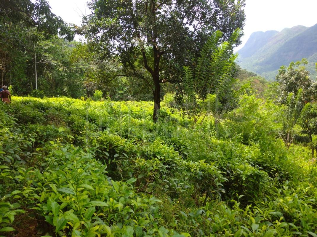 Agricultural Land for Sale in Kalawana