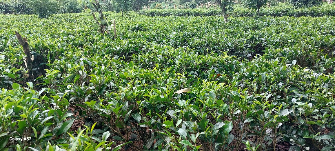 Agricultural Land for Sale in Matugama
