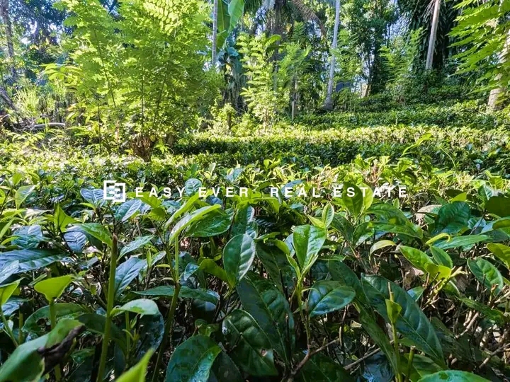 Commercial Land for Sale in Minuwangoda