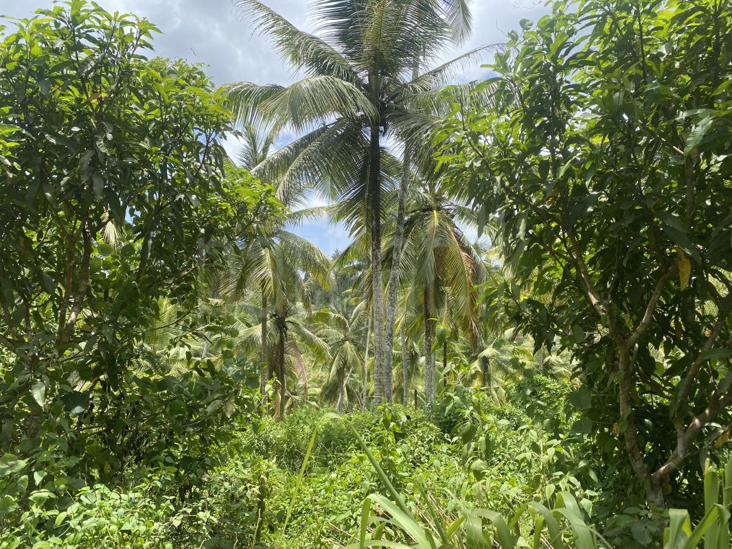 Agricultural Land for Sale in Hakmana ads-image-1