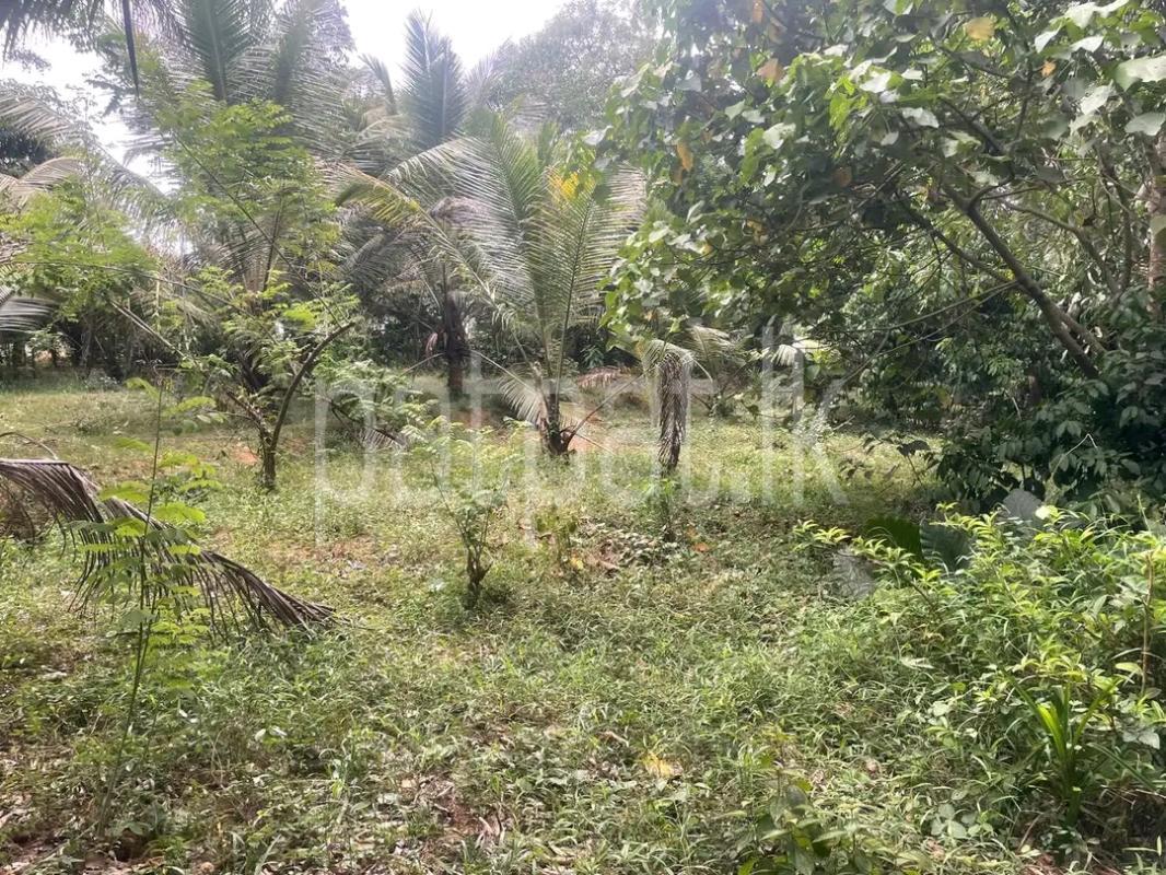 Agricultural Land for Sale in Mawathagama ads-image-1