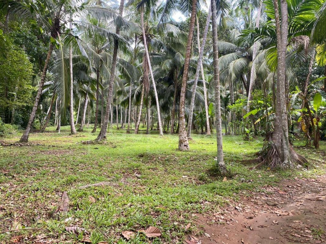 Residential Land for Sale in Delgoda