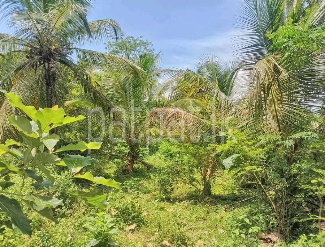 Agricultural Land for Sale in Weliveriya