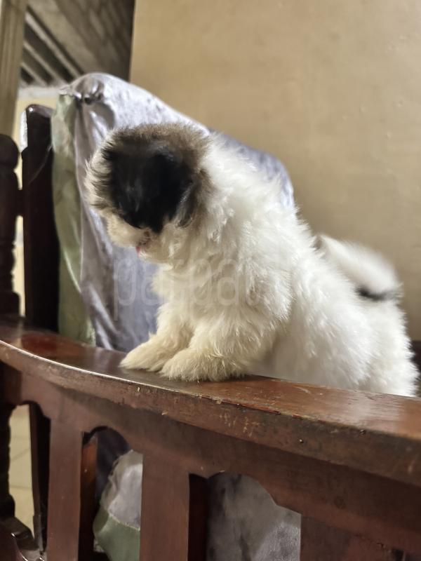 Advertisement image 5