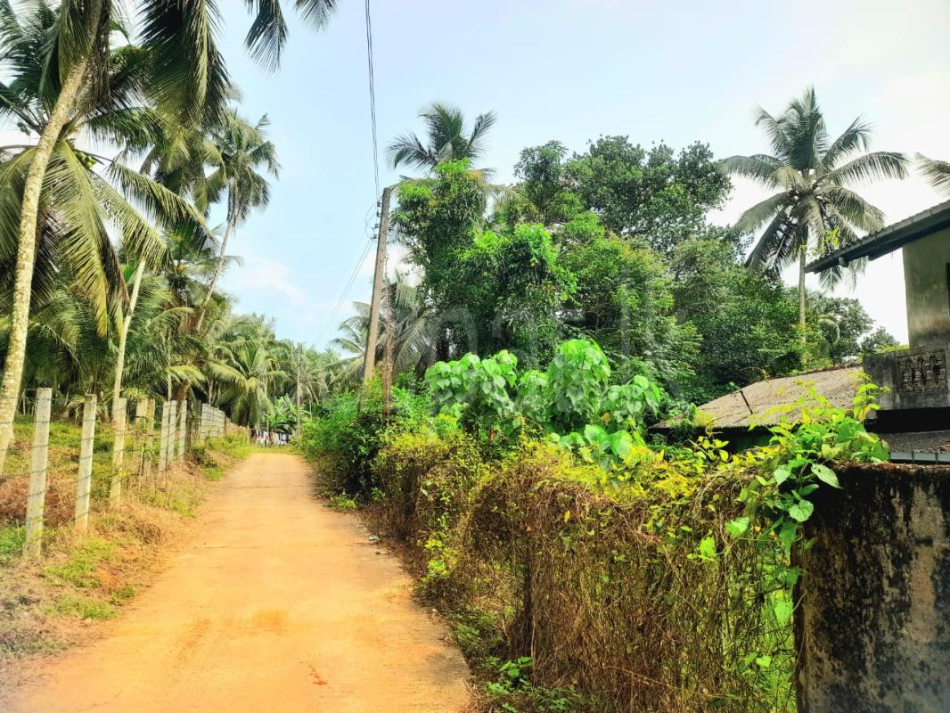 Agricultural Land for Sale in Wanaluwewa