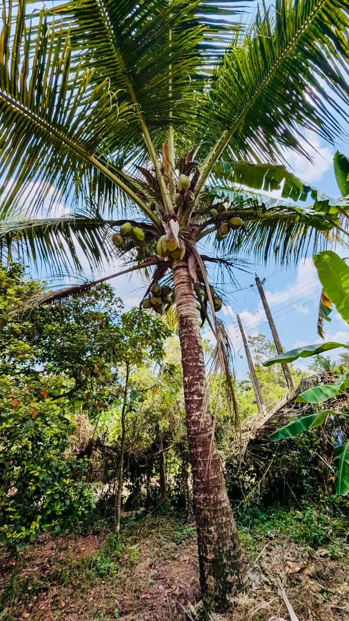 Commercial Land for Sale in Akuregoda