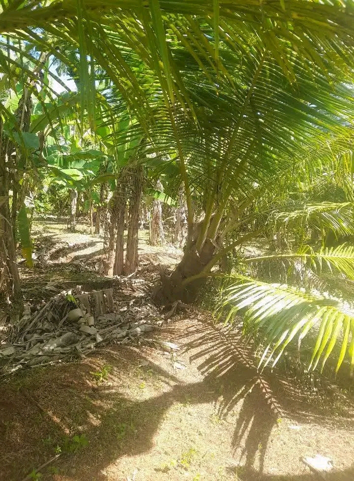 Residential Land for Sale in Ranna