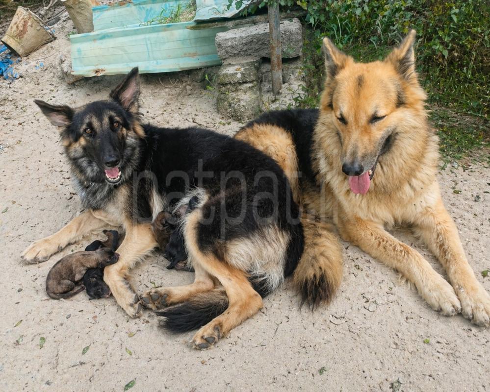 German shepherd long cod