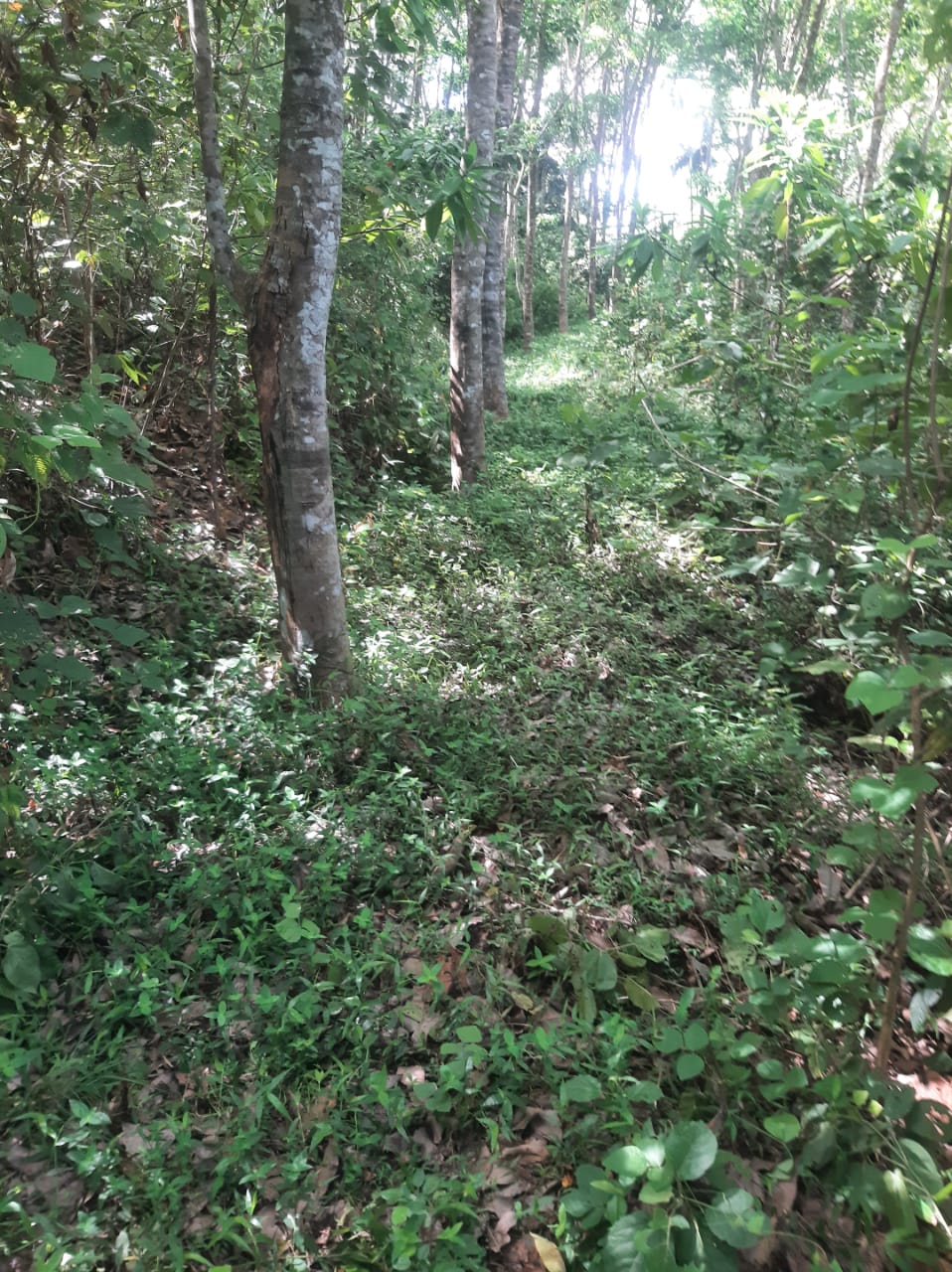 Agricultural Land for Sale in Hakmana