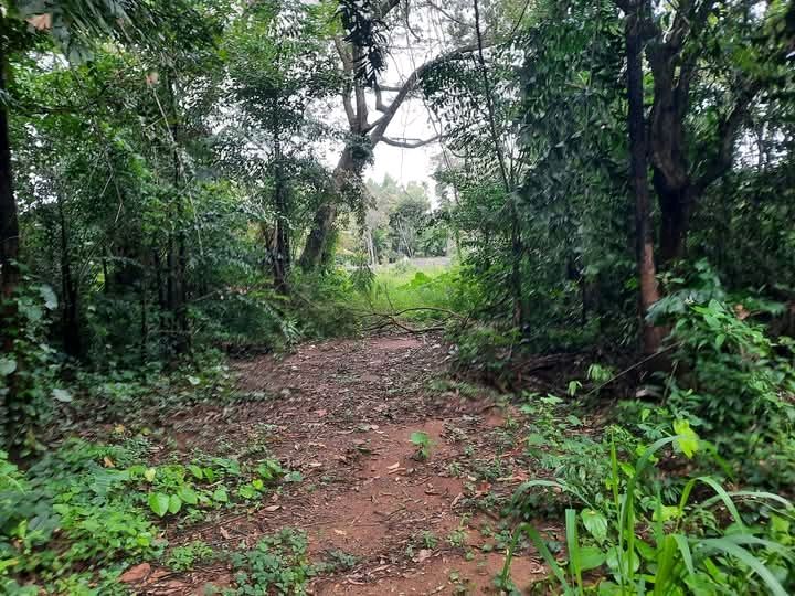 Commercial Land for Sale in Bibile