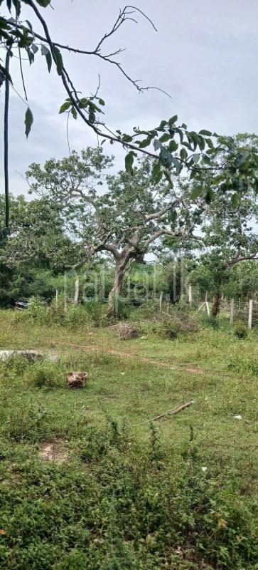 Residential Land for Sale in Kataragama