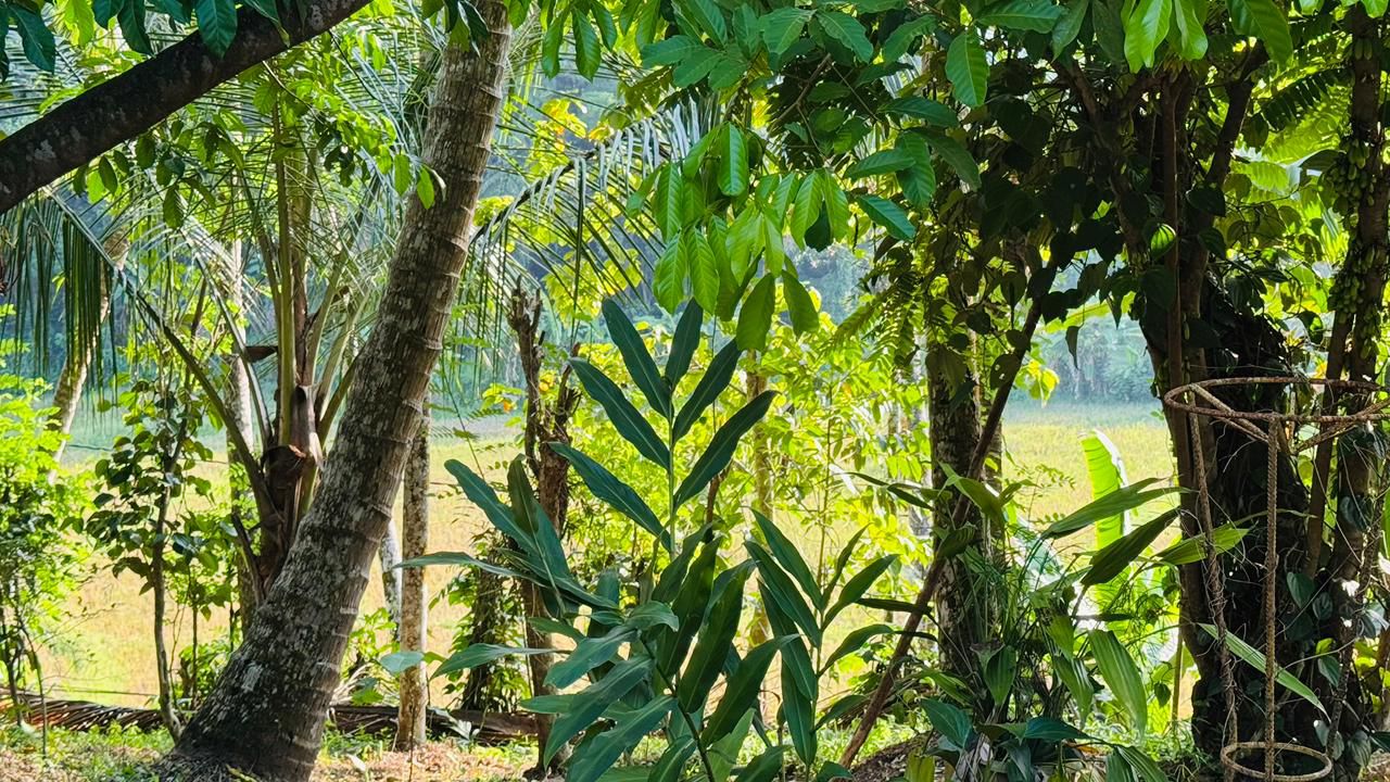 Commercial Land for Sale in Aranayaka