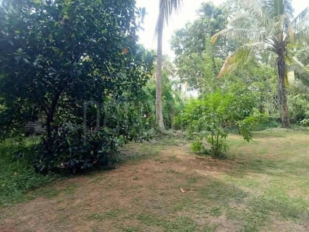 Agricultural Land for Sale in Kurunegala