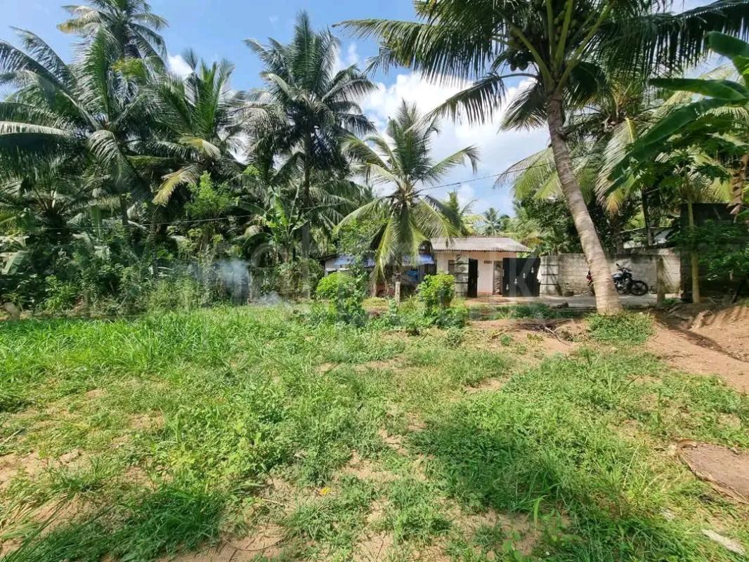 Agricultural Land for Sale in Ridigama ads-image-1