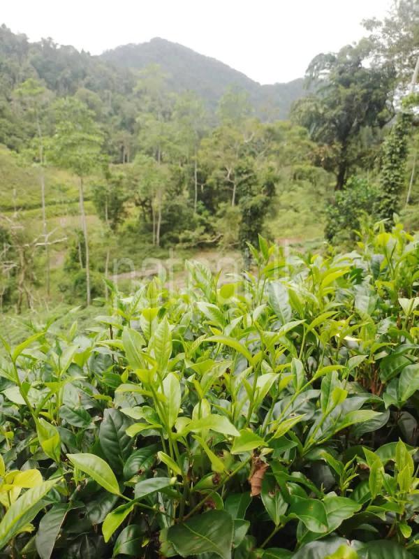 Agricultural Land for Sale in Deniyaya