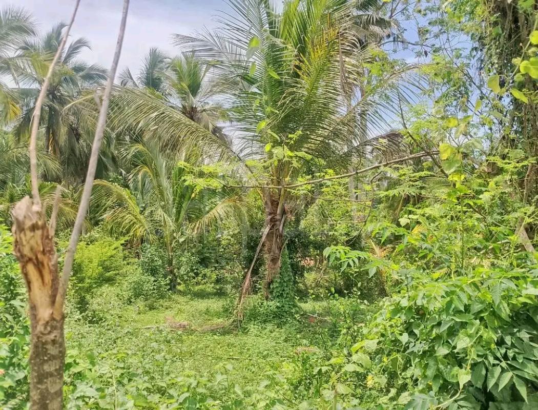 Agricultural Land for Sale in Weliveriya