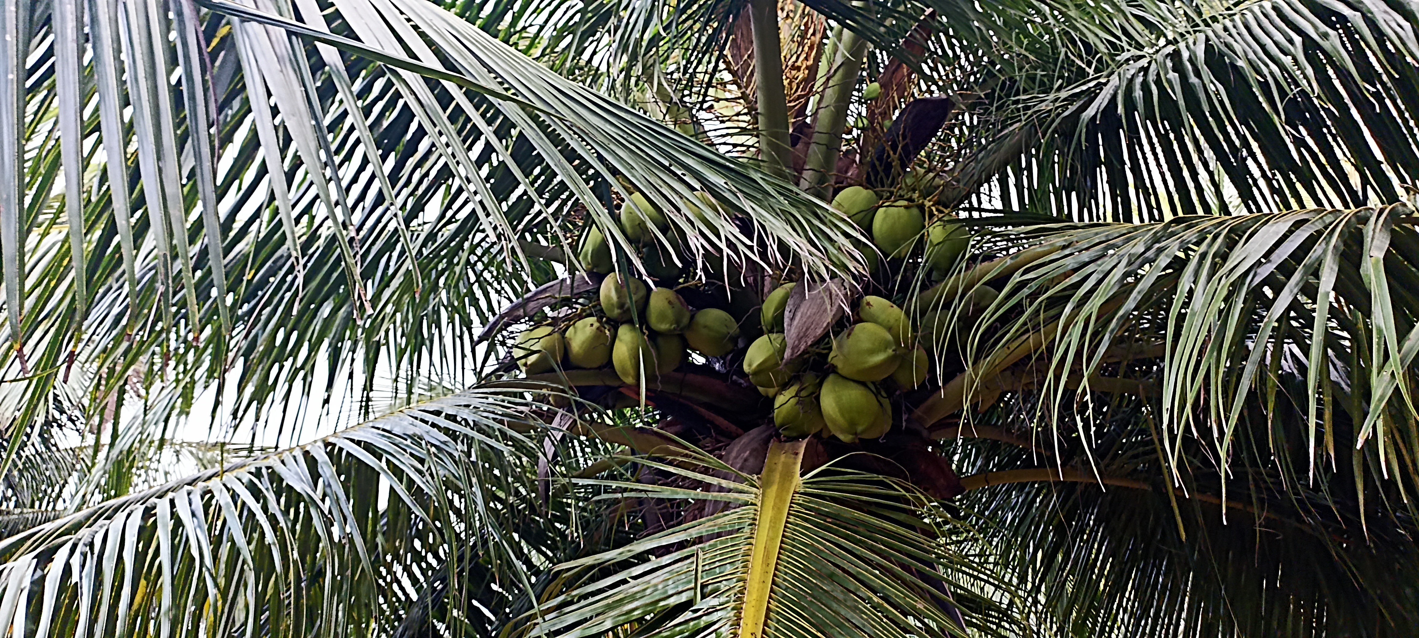 Agricultural Land for Sale in Puttalam