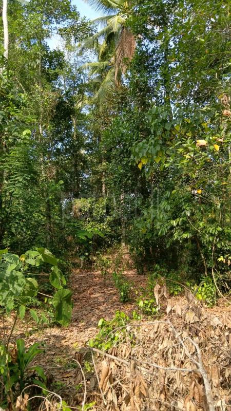 Agricultural Land for Sale in Ragama