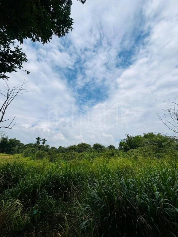 Agricultural Land for Sale in Mirigama ads-image-1