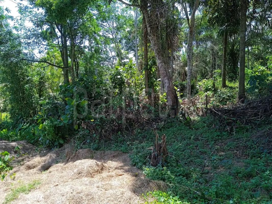 Agricultural Land for Sale in Ridigama