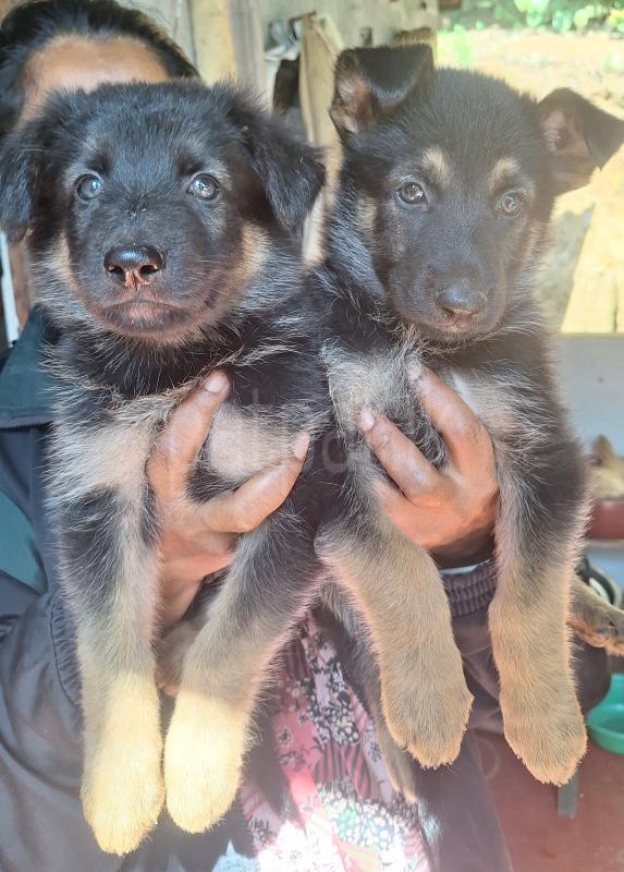 German shepherd puppy