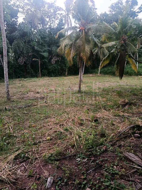 Agricultural Land for Sale in Gampola