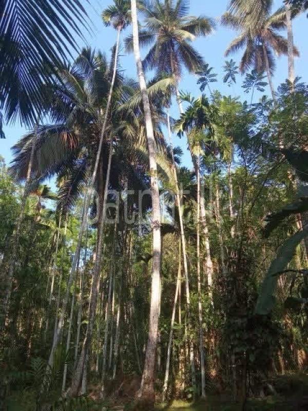Agricultural Land for Sale in Gampaha