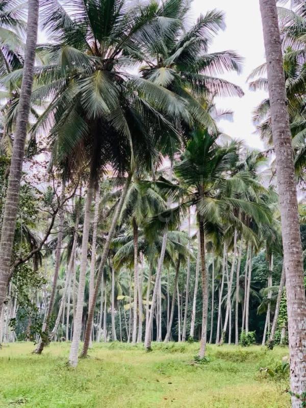 Agricultural Land for Sale in Gampaha ads-image-1