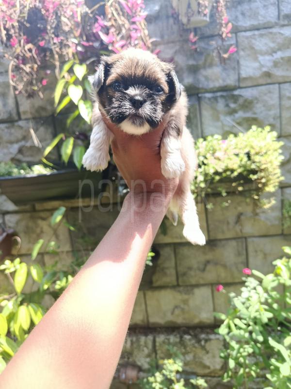 For sale  shifzu puppies