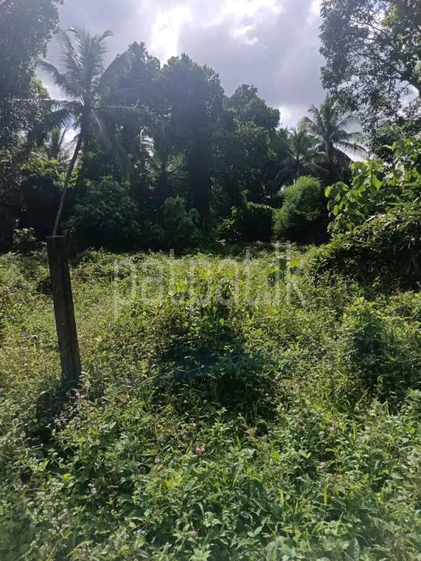 Agricultural Land for Sale in Ja-Ela