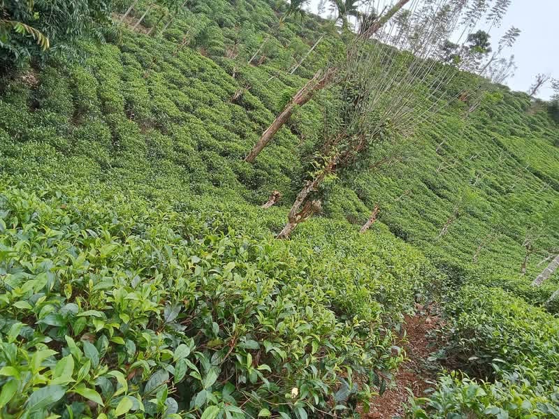 Agricultural Land for Sale in Deniyaya