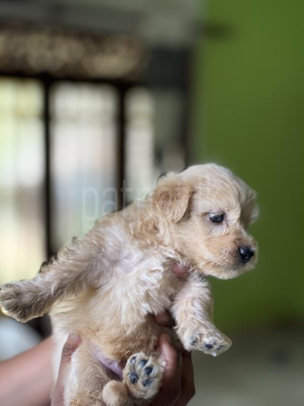 Advertisement image 4