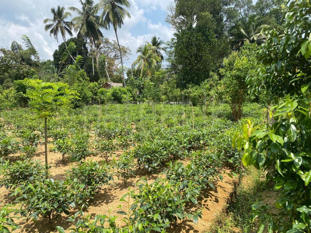 Commercial Land for Sale in Baddegama