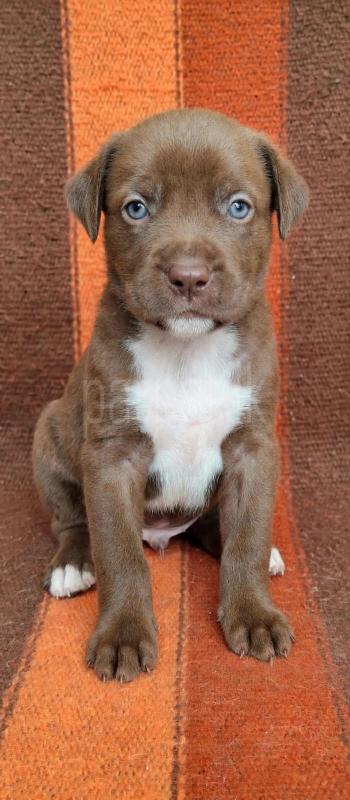 American bully