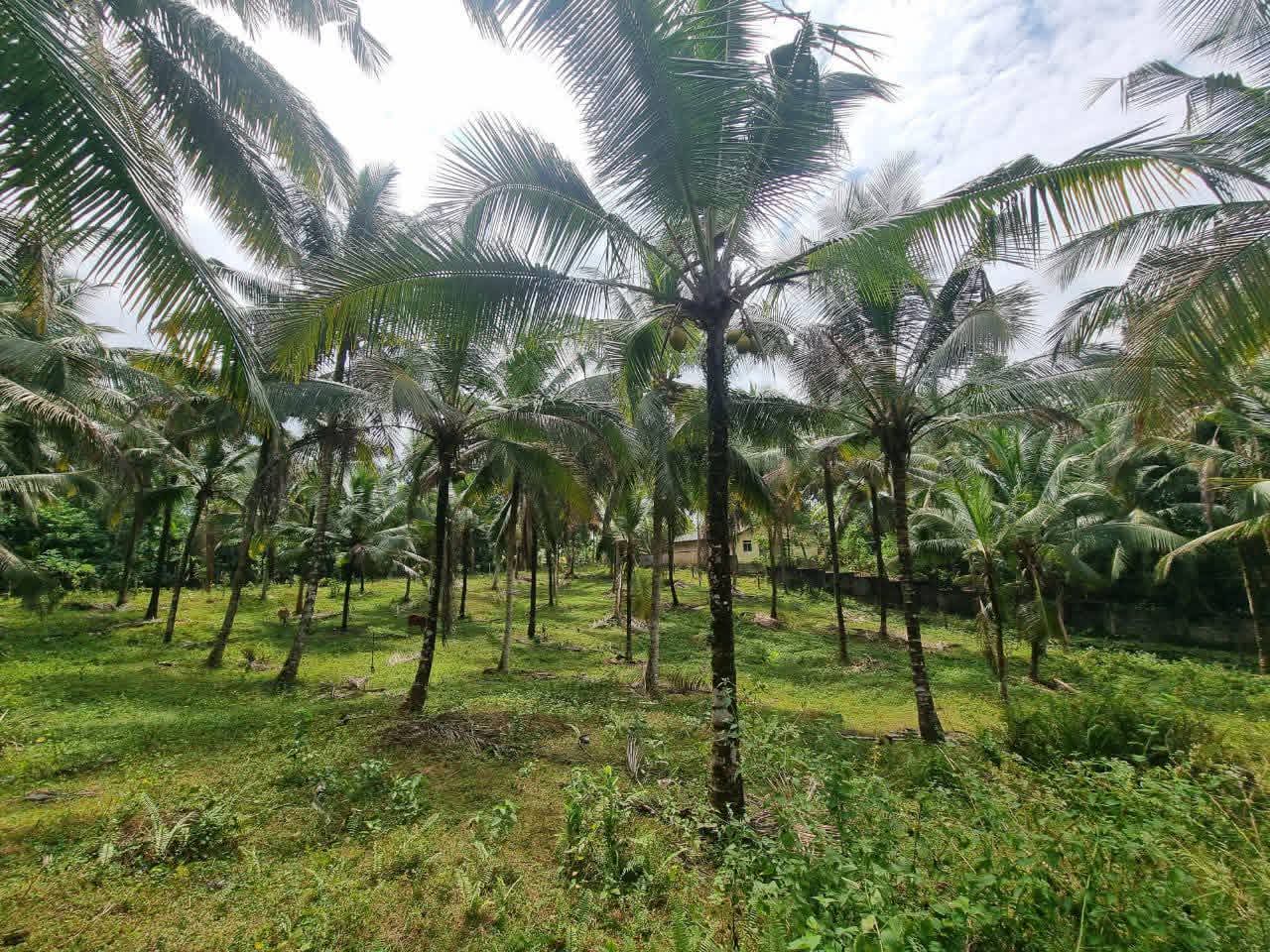 Agricultural Land for Sale in Kirindiwela