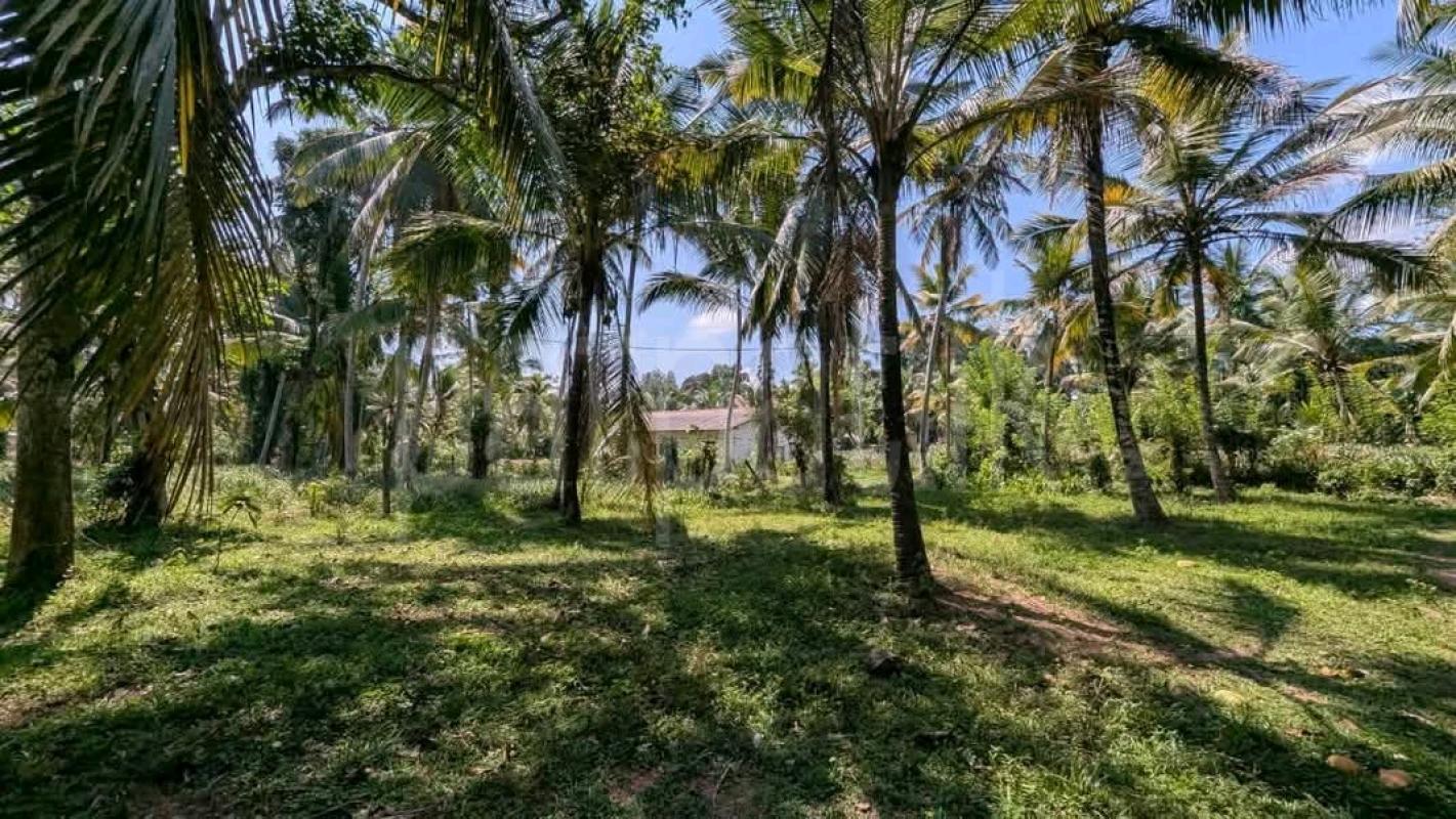 Agricultural Land for Sale in Maho ads-image-1