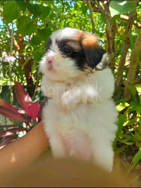 Shih Tzu puppies ads-image-1