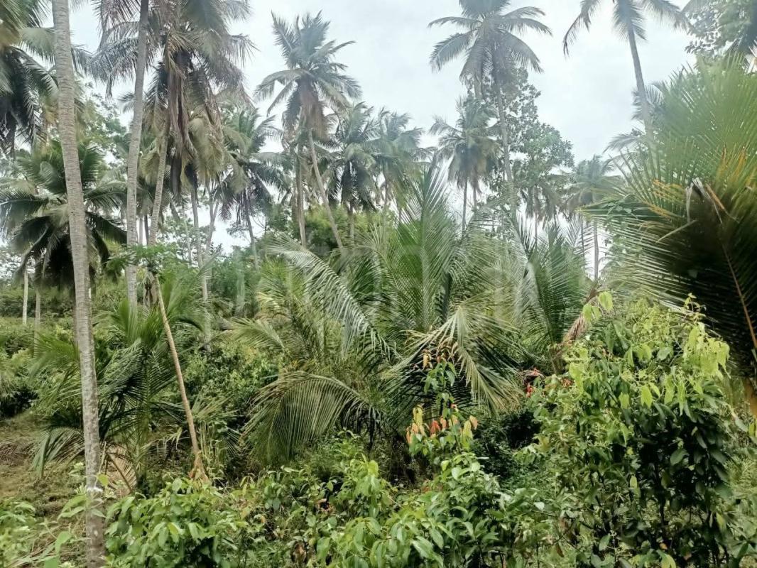 Agricultural Land for Sale in Walasmulla