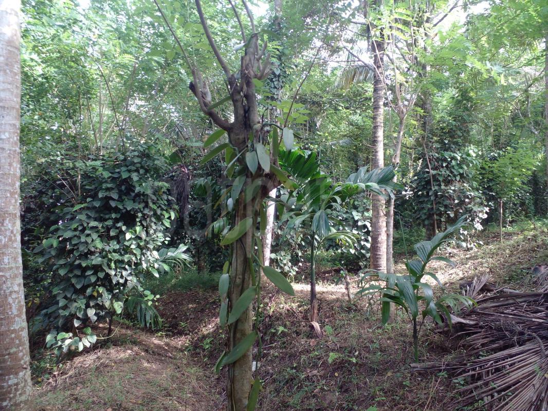 Residential Land for Sale in Mawanella